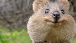 クオッカ4