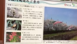 彼岸花