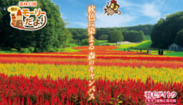 森林公園