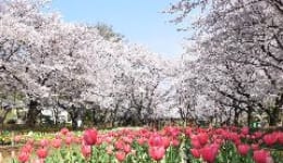 城山公園1